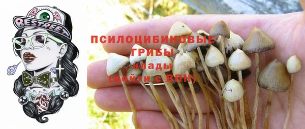 ПСИЛОЦИБИНОВЫЕ ГРИБЫ Дмитров